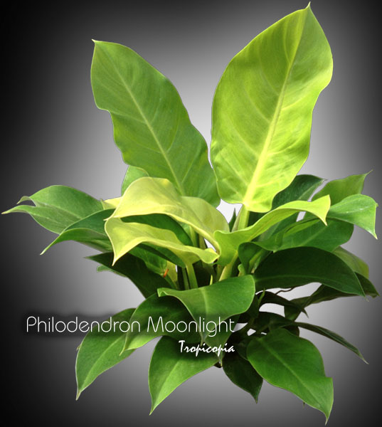 Philodendron - Philodendron Moonlight - Philodendron lumière de lune - Lime philodendron